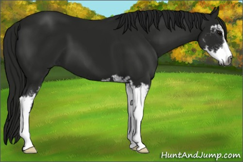 Horse Color:Gray Black Sabino 