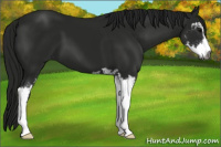 Horse Color:Gray Black Sabino