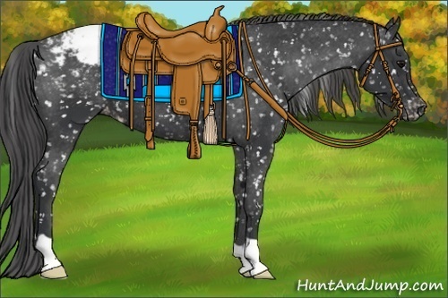 Horse Color:Black Appaloosa 