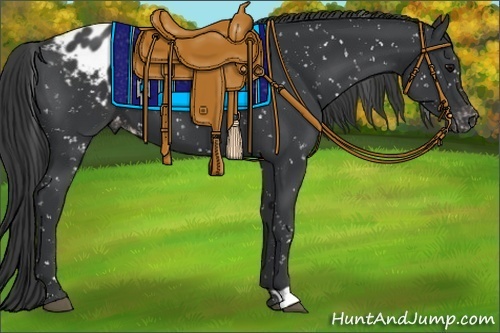 Horse Color:Black Appaloosa