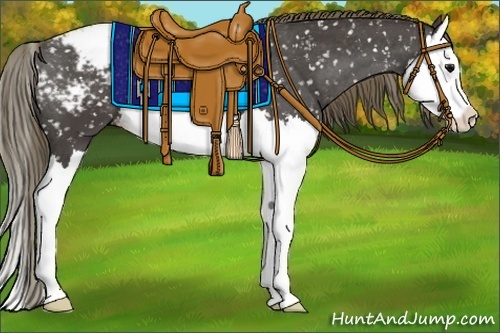 Horse Color:Smoky Black Splash Appaloosa 