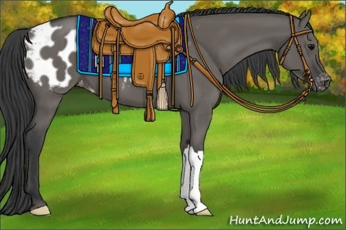 Horse Color:Grullo Appaloosa 