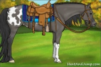 Horse Color:Grullo Appaloosa 