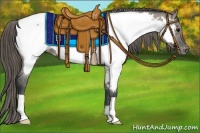 Horse Color:Grullo Appaloosa 