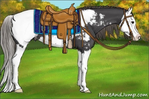 Horse Color:Smoky Black Splash Appaloosa 