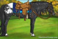 Horse Color:Black Appaloosa 