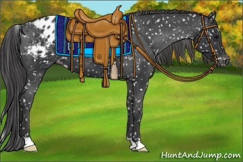 Horse Color:Black Appaloosa 