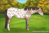 Horse Color:Amber Champagne Appaloosa and Amber Champagne Appaloosa