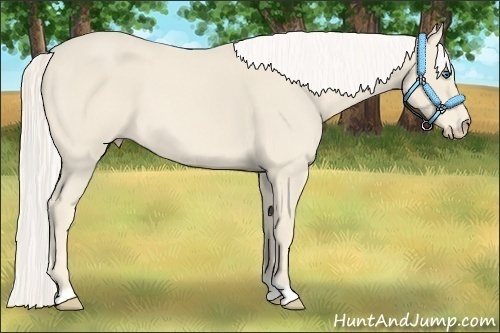 Horse Color:Cremello 