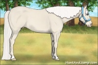 Horse Color:Cremello 