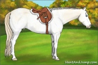 Horse Color:White Spotted Perlino Dun 
