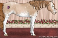 Horse Color:White Spotted Chestnut Pearl Rabicano 