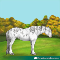 Horse Color:Liver Chestnut Sabino