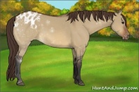 Horse Color:Bay Dun Appaloosa 