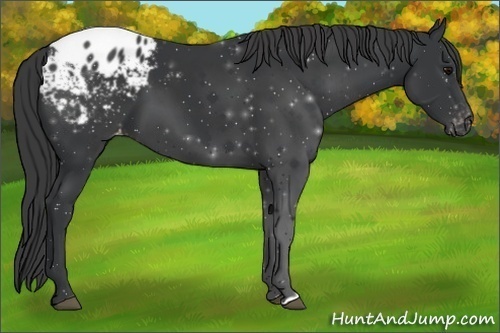 Horse Color:Black Appaloosa 