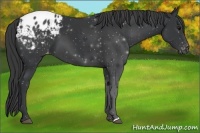 Horse Color:Black Appaloosa 