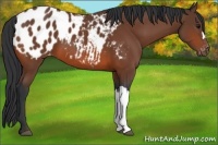 Horse Color:Bay Appaloosa 