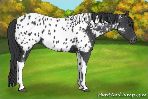 Horse Color:Black Tobiano Appaloosa 