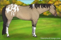Horse Color:Brown Dun Sabino Tobiano Blanket