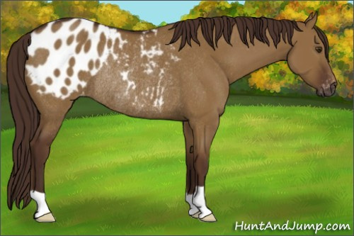 Horse Color:Gray Red Dun Blanket Rabicano
