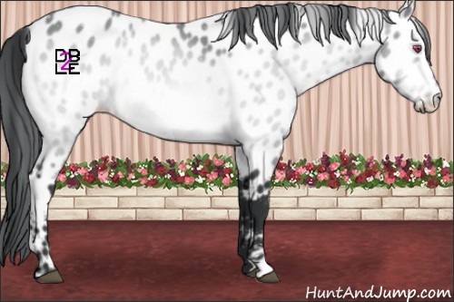 Horse Color:Bay Chinchilla Near Leopard
