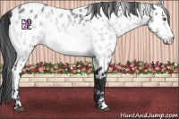 Horse Color:Bay Chinchilla Near Leopard 
