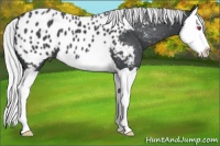 Horse Color:Silver Black Chinchilla Splash Appaloosa