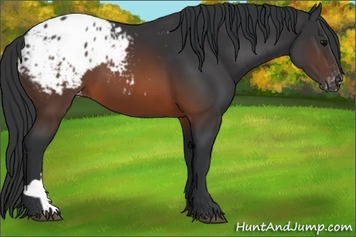 Horse Color:Brown Appaloosa