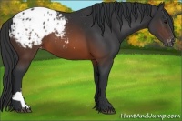 Horse Color:Brown Appaloosa