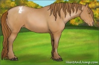 Horse Color:Bay Pearl Appaloosa 