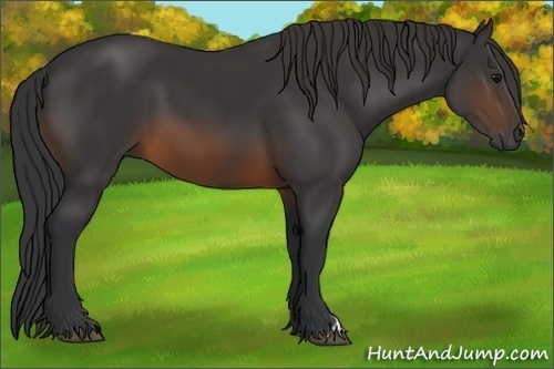 Horse Color:Brown 