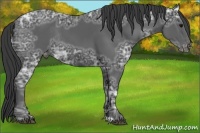 Horse Color:Black Ice Varnish Rabicano 