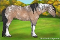 Horse Color:Buckskin Ice Tobiano 