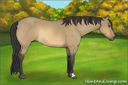 Horse Color:Buckskin Dun Rabicano 