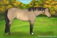 Horse Color:Buckskin Dun Rabicano 