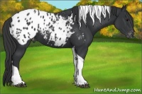 Horse Color:Black Tobiano Appaloosa