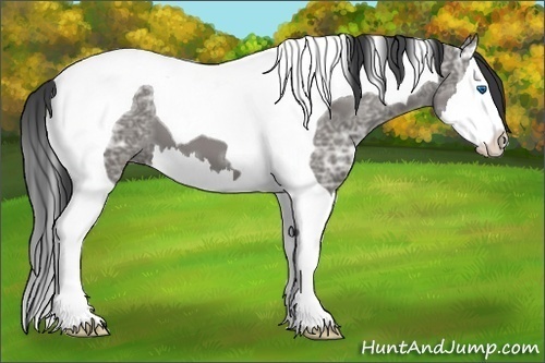 Horse Color:Unknown 