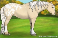 Horse Color:Silver Amber Cream Champagne Appaloosa