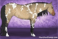 Horse Color:White Spotted Brown Dun Appaloosa Rabicano 