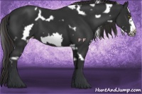 Horse Color:White Spotted Liver Chestnut Frame 