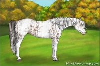 Horse Color:White Spotted Silver Bay Splash  and White Spotted Bay 