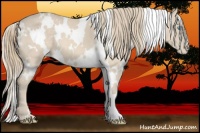 Horse Color:White Spotted Perlino Appaloosa 