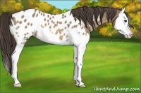 Horse Color:Buckskin Dun Splash Blanket 