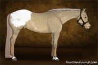 Horse Color:Chocolate Palomino Dun Snowcap