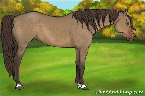 Horse Color:Liver Red Dun