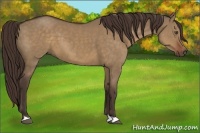 Horse Color:Liver Red Dun