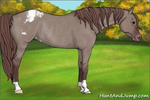 Horse Color:Chocolate Grullo Roan Appaloosa Rabicano 
