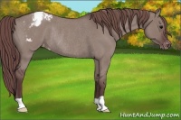 Horse Color:Chocolate Grullo Roan Appaloosa Rabicano 