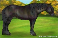 Horse Color:Midnight Brown Ice Onyx Rabicano and Midnight Brown Ice Onyx Rabicano