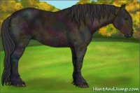 Horse Color:Midnight Bay Ice